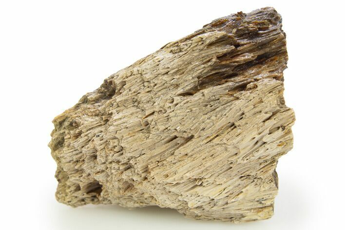 Fossil Tyrannosaur (T rex) Bone Section - Wyoming #309879